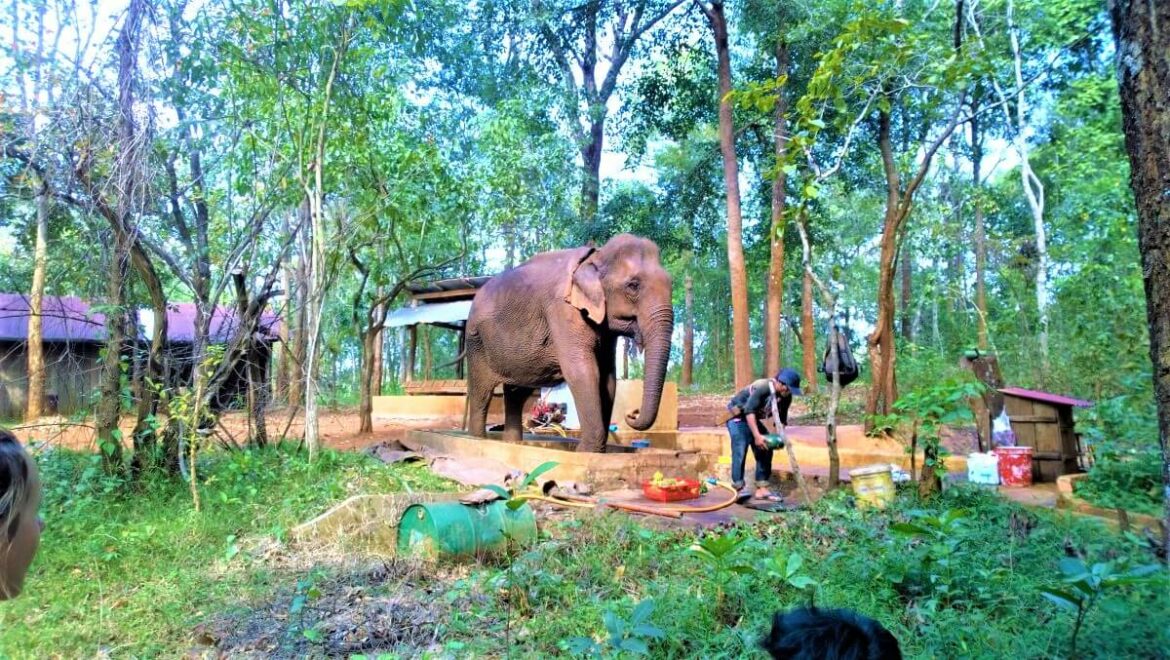 Elephant Valley Project in Sen Monorom, Cambodja