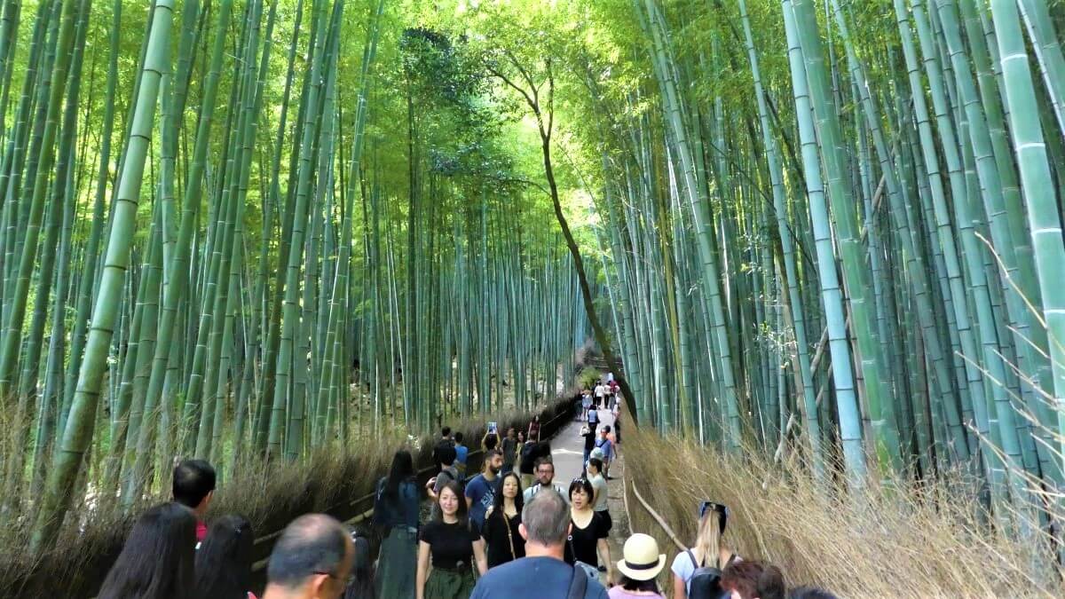 Het bamboebos van Arashiyama ten westen van de stad