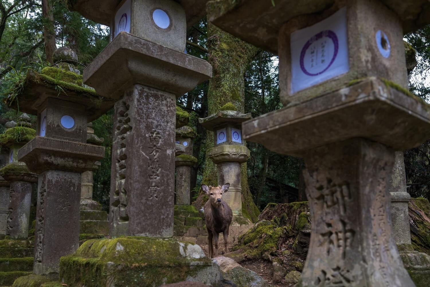 Tempels en sikaherten in Nara, Japan