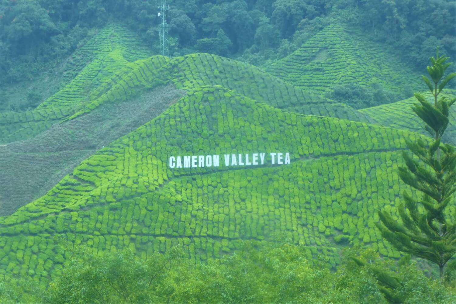 Cameron Highlands Valley Theeplantages in Maleisië