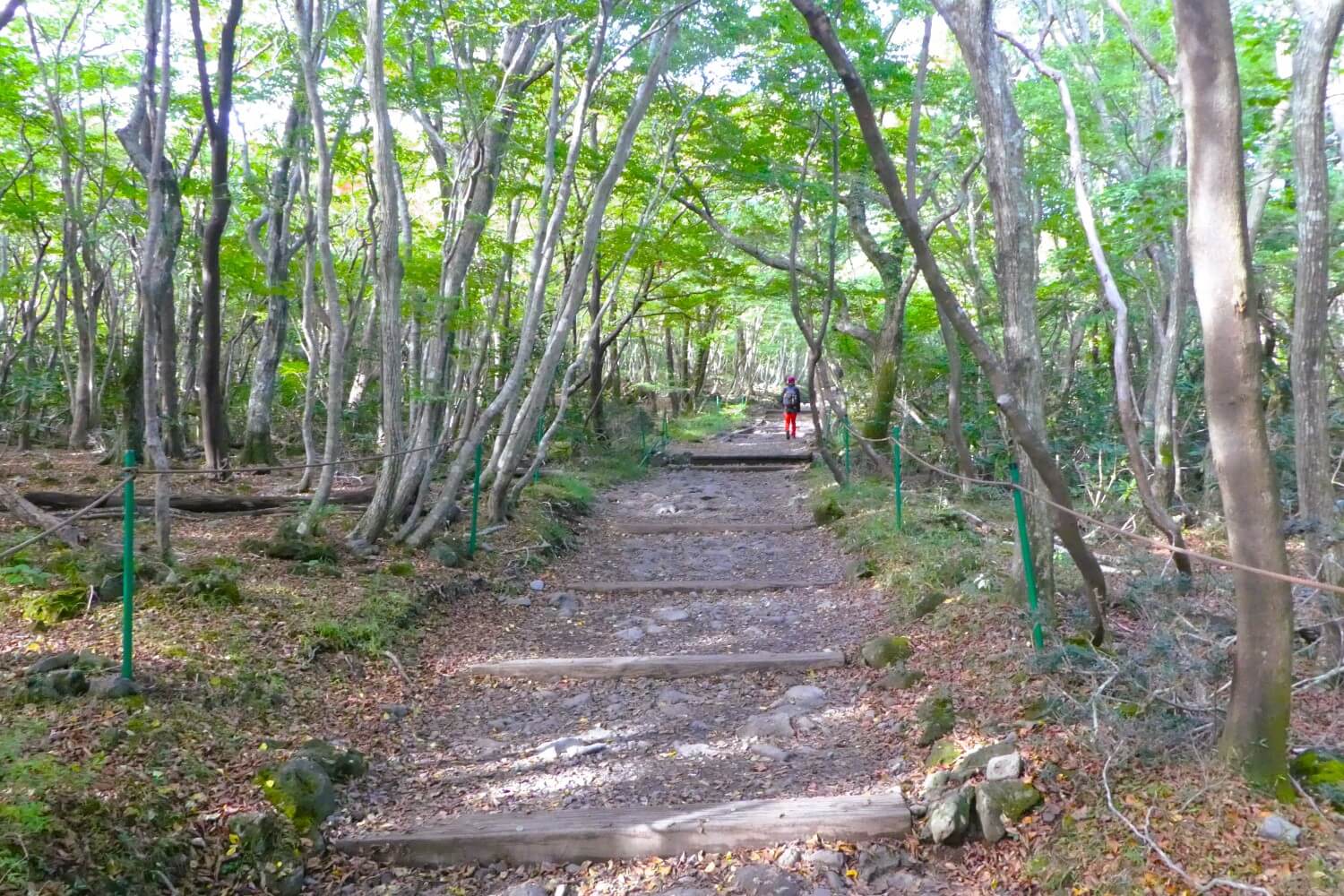 Eerste deel Seongpanak Trail in Hallasan National Park