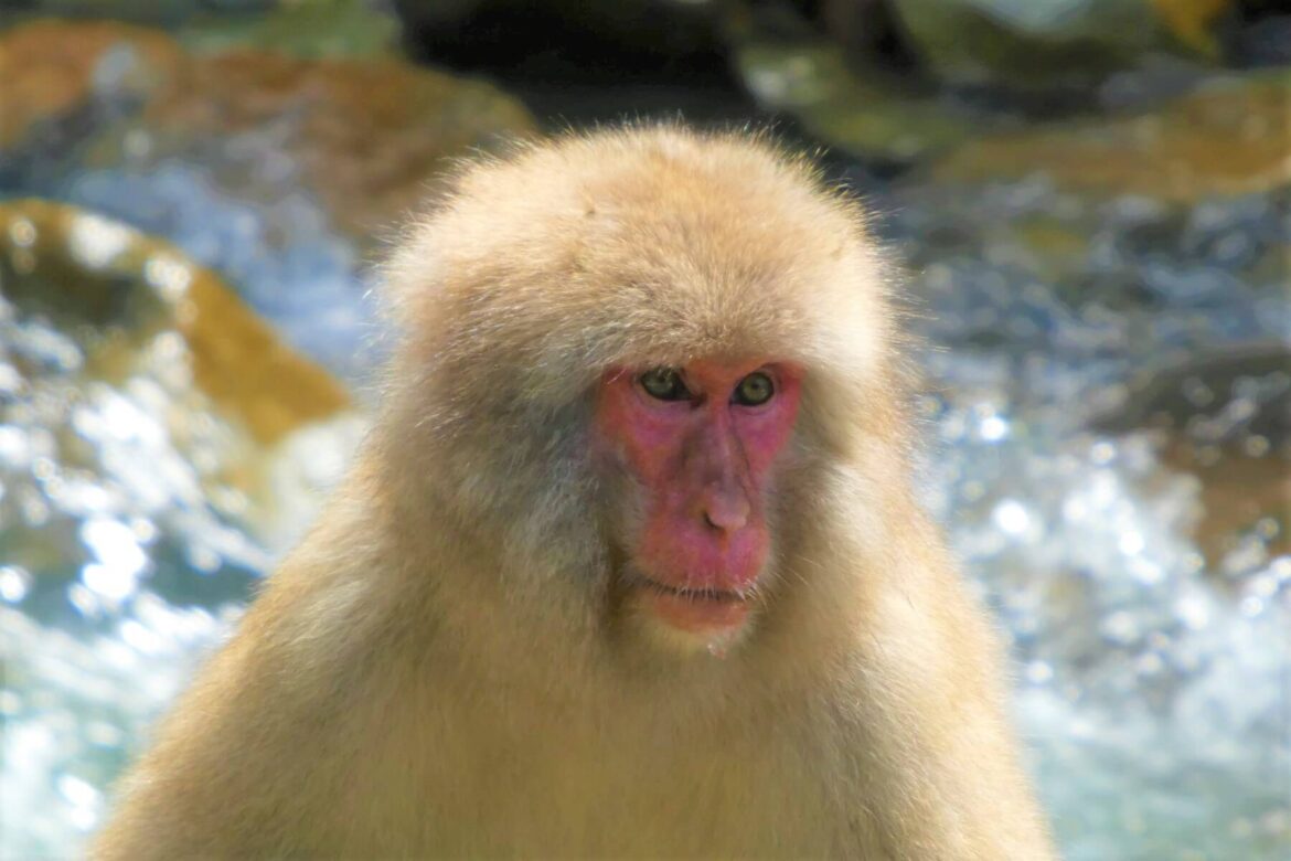 Jigokudani Snow Monkey Park in Japan