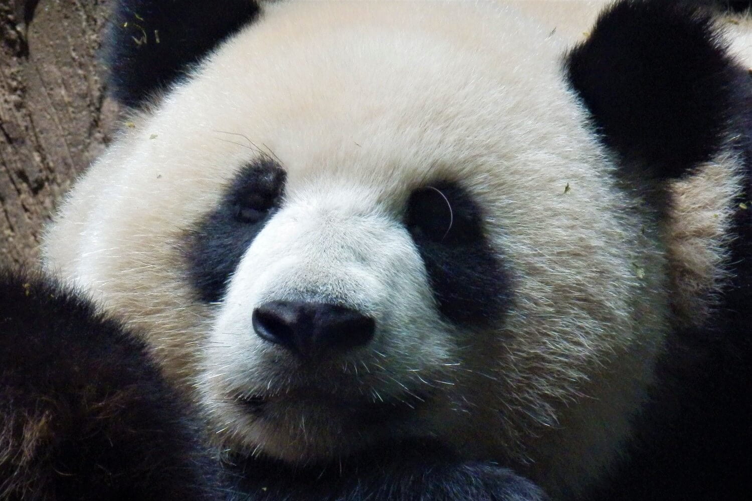 De panda's van Chengdu