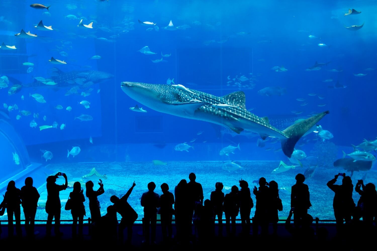 Het Okinawa Churaumi-aquarium in Japan