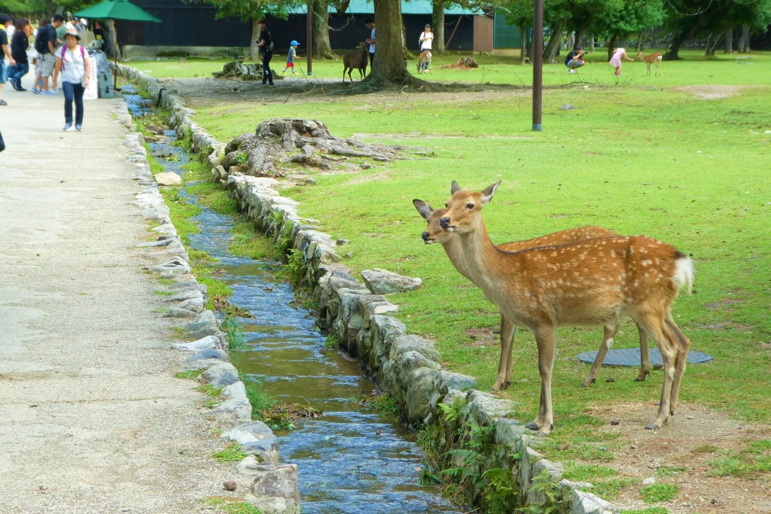 De sikaherten van Nara Park in Japan