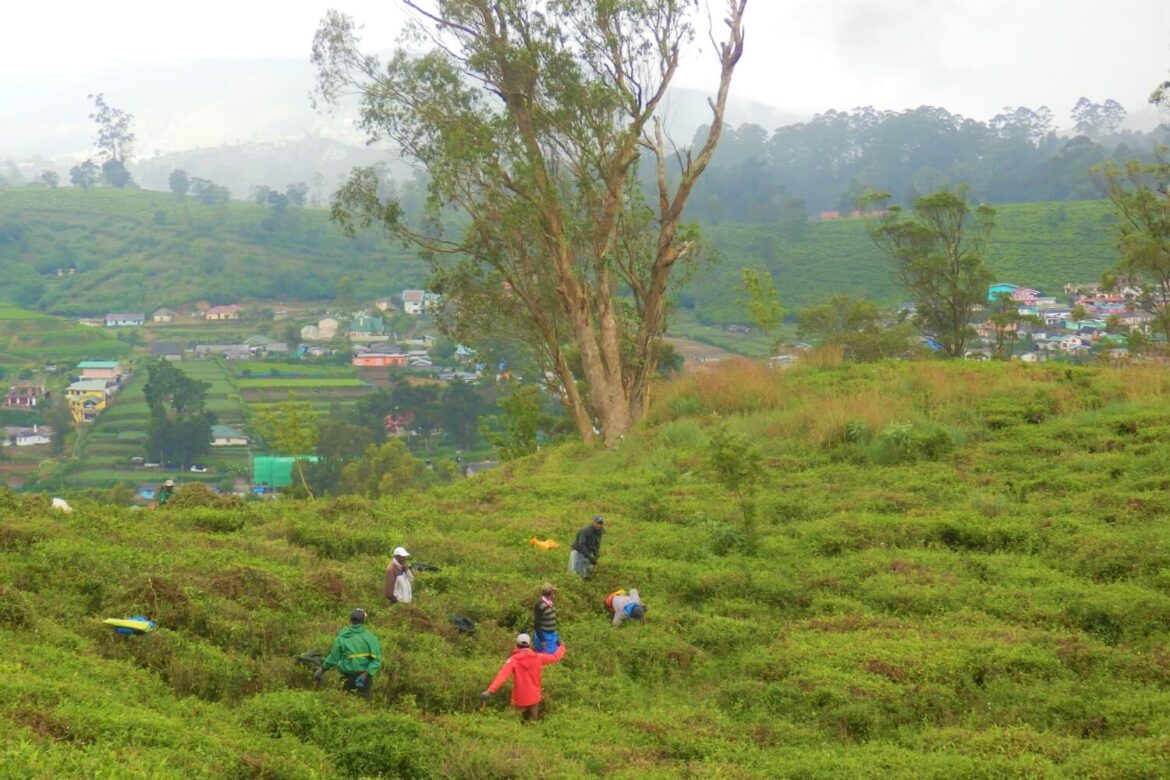De historische reisgids van Nuwara Eliya