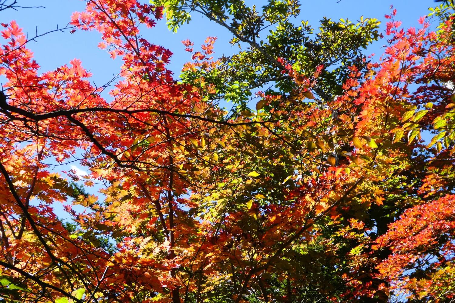 Herfstbladeren van Hallasan National Park