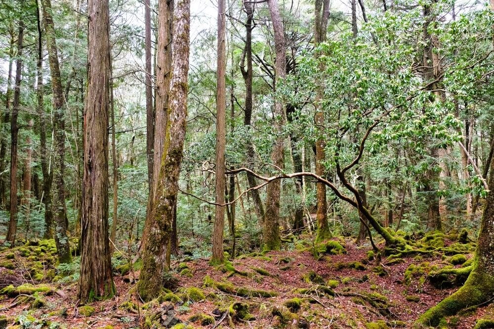 Het Aokigahara Bos aan Mount Fuji